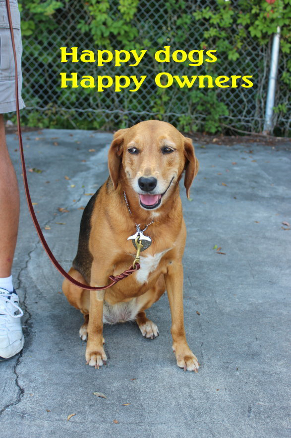 Scheurman's K9 Academy Dog Training Jacksonville Florida